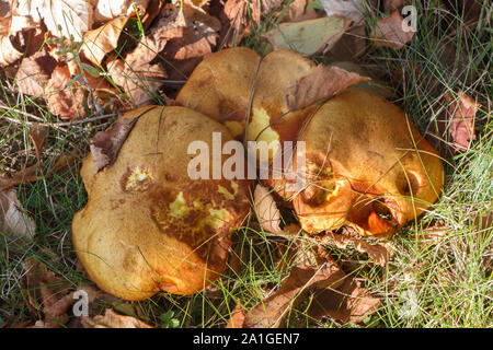Rutschige jack Pilze und tote Blätter im Gras im Herbst Stockfoto