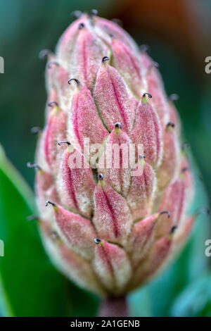 Nahaufnahme der Magnolia tree seed Pod (geringe Tiefenschärfe) - Penrose, in der Nähe der Brevard, North Carolina, USA Stockfoto