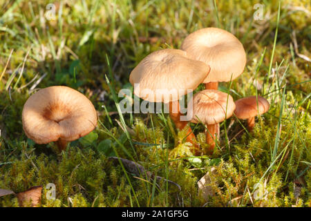 Der Mäher Pilze in Moss in einem Garten im Herbst Stockfoto