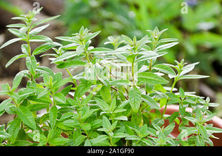 Zitronenverbene Stockfoto