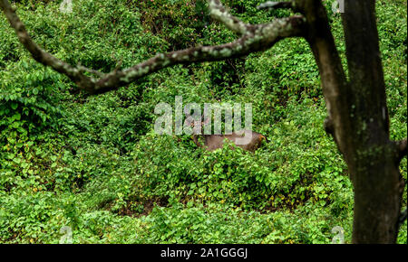 Sambar Hirsche ausblenden auf Grüns, bei Camera suchen Stockfoto