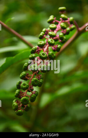 Nahaufnahme amerikanischer Pokeweed (Phytolacca Americana) Beeren im Vulkan Santa Margarida (Naturpark der Vulkanzone Garottxa, Santa Pau, Girona, Spanien) Stockfoto