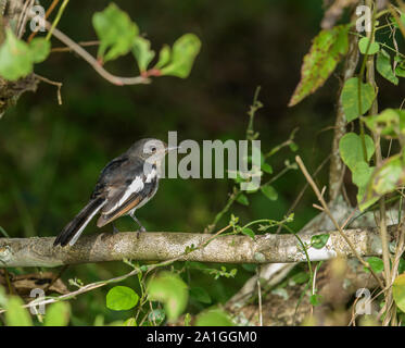Ein Jugendlicher Orientalische des Magpie-Robin Vogel aus dem Nest, ruht auf Ast und zurück. Baby Vogel warten auf Mutter für Lebensmittel Stockfoto