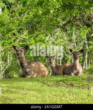 Sambar Hirsche ausblenden auf Grüns, bei Camera suchen Stockfoto