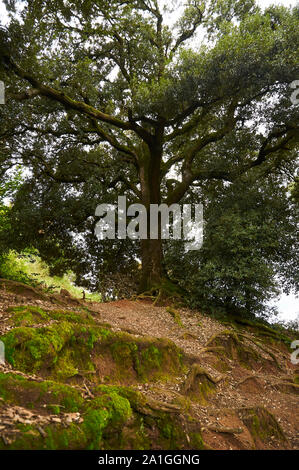 Großen Alten holly Eiche (Quercus ilex) in Santa Margarida Vulkan Steigung (Garrotxa vulkanischen Zone Natural Park, Santa Pau, Girona, Spanien) Stockfoto