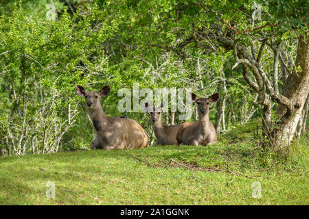 Sambar Hirsche ausblenden auf Grüns, bei Camera suchen Stockfoto