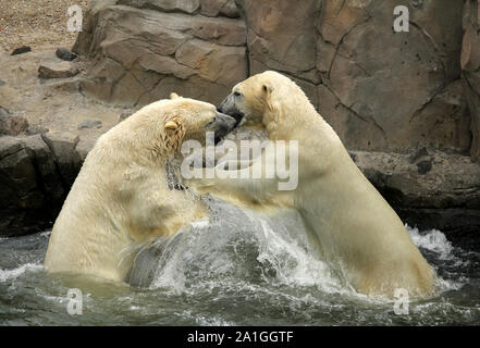 Eisbären, Kampf, Wasser Stockfoto