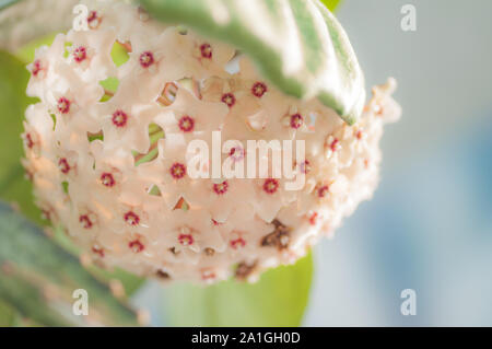 Wachs Pflanze Hoya carnosa im Gewächshaus, Moskau, Russland. Stockfoto