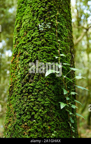 Bemoosten Baumstamm mit einem gemeinsamen Efeu (Hedera helix) in Santa Margarida Vulkan Wald (Garrotxa vulkanischen Zone Natural Park, Santa Pau, Girona, Spanien) Stockfoto