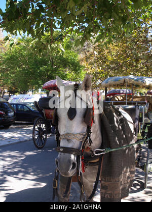 Reiten und Kutschfahrten im Park im Platz Spianada, Korfu Stadt, Kerkyra, Griechenland Stockfoto