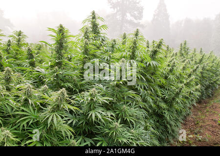 Bio Hanf, Row Crop, 'Lifter' Sorte, Cannabis sativa, Bio-Bauernhof, nebeliger Morgen Licht. Stockfoto