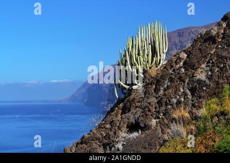 Kaktus auf Klippen, Acantilados de Los Gigantes, North Shore, Teneriffa, Kanarische Inseln, Spanien 2019 Stockfoto