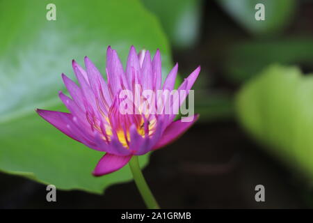 Dunkel rosa Farbe wunderschöne Seerosen blühen. Stockfoto