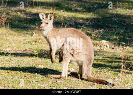 Eastern Grey Kangaroo mit einem Joey At Red Hill Nature Reserve, ACT, Australien an einem Frühlingsmorgen im September 2019 Stockfoto