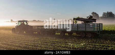 Wayland, Michigan - ein Landwirt ernten Sellerie früh am Morgen aus einem Feld in West Michigan. Stockfoto