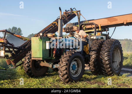 Wayland, Michigan - Landwirt Mark Cnossen ernten Sellerie aus einem Feld in West Michigan. Stockfoto