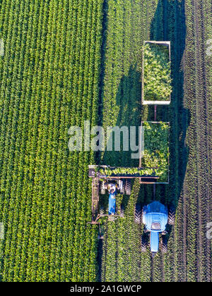 Wayland, Michigan - ein Landwirt ernten Sellerie aus einem Feld in West Michigan. Stockfoto