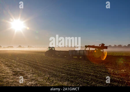 Wayland, Michigan - ein Landwirt ernten Sellerie aus einem Feld in West Michigan an einem frühen Morgen. Stockfoto