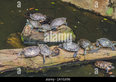 Western Teich Schildkröten die Sonne genießen, Hong Kong Stockfoto