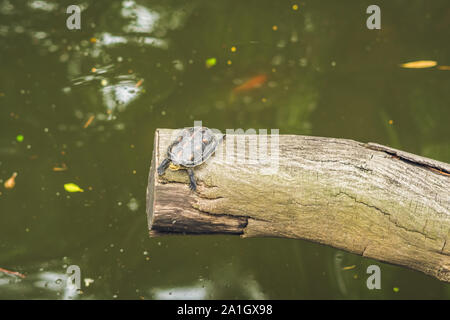 Western Teich Schildkröten die Sonne genießen, Hong Kong Stockfoto