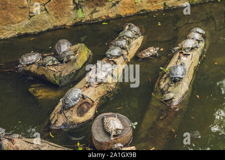 Western Teich Schildkröten die Sonne genießen, Hong Kong Stockfoto