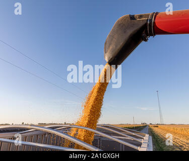 Nahaufnahme des Feldhäckslers Entleerrohr geerntet Maiskörner in Korn Lkw auf der Straße geparkt Neben Bauernhof Feld verbinden. 2019 Herbst Erntesaison Stockfoto