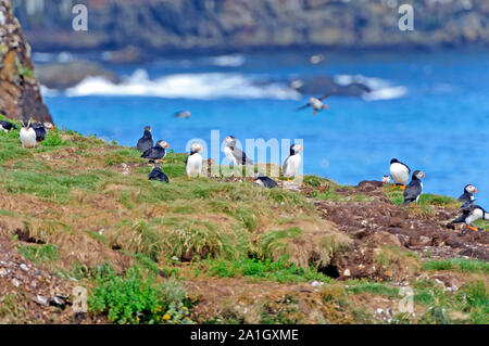 Nesting Puffins auf einer Insel in der Nähe von Elliston, Neufundland Stockfoto