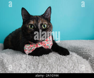 Lustige schildpatt Katze tragen Bow Tie rosa Blumen Liegend Portrait Pet niedliche Kostüm flauschigen weißen blauen Hintergrund Kragen Stockfoto