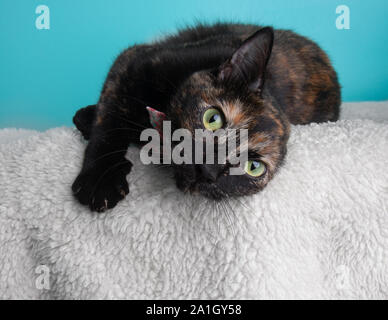 Lustige schildpatt Katze tragen Bow Tie rosa Blüten an Kamera Portrait Pet niedliche Kostüm flauschigen weißen blauen Hintergrund Liegend seitlich des Einstiegschwellers auf der Suche Stockfoto