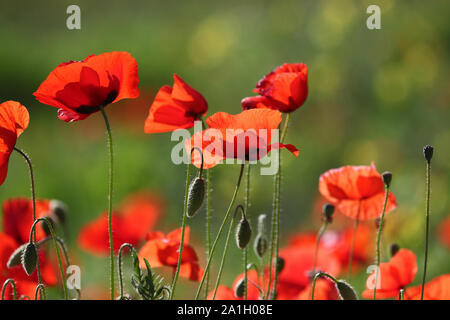 Mohn in einer Wiese Latin Papaver rhoeas mit dem Licht hinter in Italien im Frühling eine Erinnerung Blume für Krieg tot und Veteranen Stockfoto