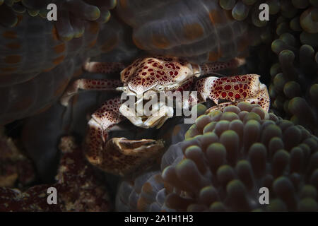 Porzellan Krabben (neopetrolisthes Maculatus). Bild wurde in Ambon, Indonesien Stockfoto