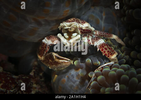 Porzellan Krabben (neopetrolisthes Maculatus). Bild wurde in Ambon, Indonesien Stockfoto