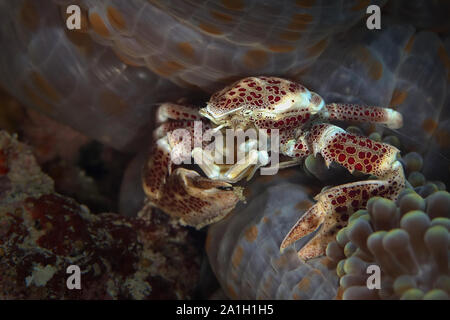 Porzellan Krabben (neopetrolisthes Maculatus). Bild wurde in Ambon, Indonesien Stockfoto