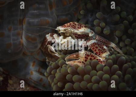 Porzellan Krabben (neopetrolisthes Maculatus). Bild wurde in Ambon, Indonesien Stockfoto