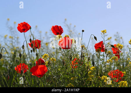 Mohn in einer Wiese Latin Papaver rhoeas mit dem Licht hinter in Italien im Frühling eine Erinnerung Blume für Krieg tot und Veteranen Stockfoto