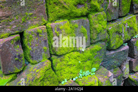 Moos bedeckt die alte Mauer aus Ziegel Stockfoto