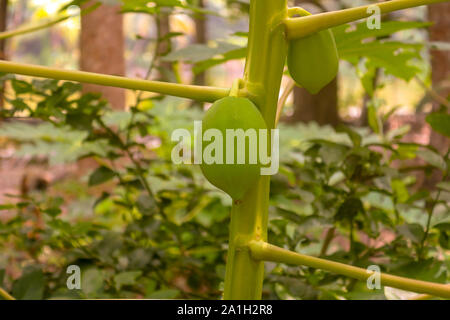 Eine winzige Papaya auf der Anlage in der Nähe erschossen Stockfoto