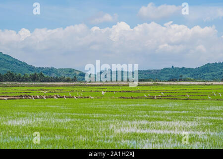 Weißstörche auf dem Reisfeld. Asian Openbill im Reisfeld. Stockfoto