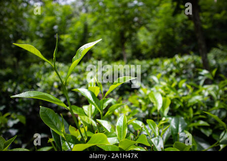 Tee Immobilien. grüner Tee Hosen. Bio Tee Blätter Stockfoto
