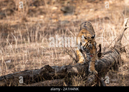 Ranthambore Bengal Tiger Cub Spielen auf Baumstamm in schönes Licht und ihre Mutter jagen am Morgen Safari in den Ranthambore Nationalpark, Indien Stockfoto