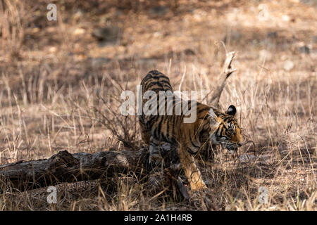 Ranthambore Bengal Tiger Cub Spielen auf Baumstamm in schönes Licht und ihre Mutter jagen am Morgen Safari in den Ranthambore Nationalpark, Indien Stockfoto