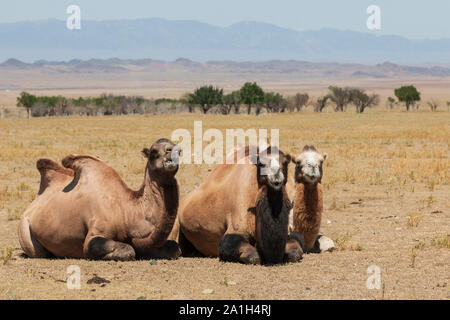 Baktrischen Kamel (Camelus bactrianus) in Kasachstan Stockfoto