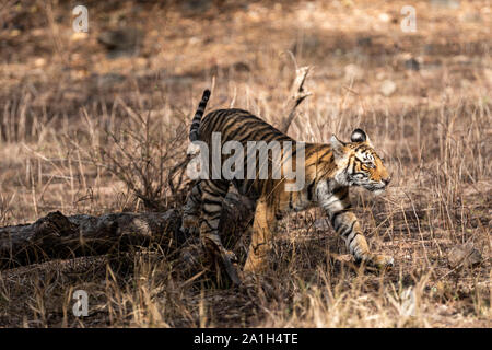 Ranthambore Bengal Tiger Cub Spielen auf Baumstamm in schönes Licht und ihre Mutter jagen am Morgen Safari in den Ranthambore Nationalpark, Indien Stockfoto