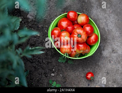 Schüssel voll mit frischem abgeholt reife Tomaten im Gewächshaus. Natürliche Landwirtschaft Konzept. Stockfoto