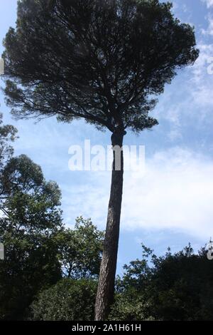 Oporto, Portugal - hohen Baum in der serralves Park (2) Stockfoto