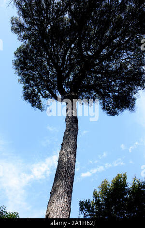 Oporto, Portugal - hohen Baum in der serralves Park (2) Stockfoto