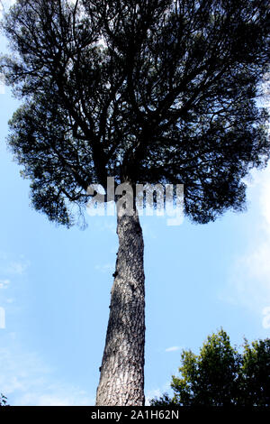 Oporto, Portugal - hohen Baum in der serralves Park (2) Stockfoto