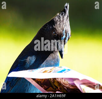 Wunderschöne Seltene und ehrliche Nahaufnahme des Männlichen Steller Jay Lesen der Sonntag lustig Papiere Stockfoto