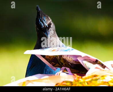 Schöne Seltene und ehrliche Nahaufnahme des Männlichen Steller Jay Lesen der Sonntag lustig Papiere Stockfoto