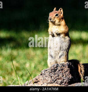 Golden-mantled ground squirrel Stehend auf Hinterbeinen in Paulina Lake Central Oregon Stockfoto
